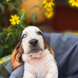 Basset Hound and Beagle Puppies from Orange Mountain Basset Hounds & Beagles