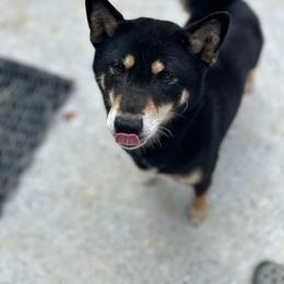 Penny - Shiba Inu