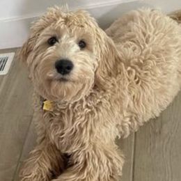 Eva - Goldendoodle