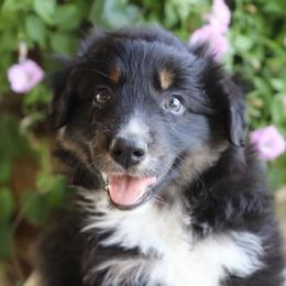 Tilly - Black tri-color female Australian Shepherd puppy in Hillsboro, Ohio from Sugar Grove Farms
