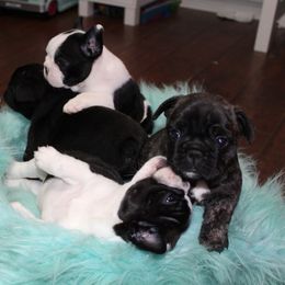 French Bulldog Puppies from Hilltop French Bulldogs