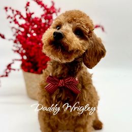Wrigley - Poodle