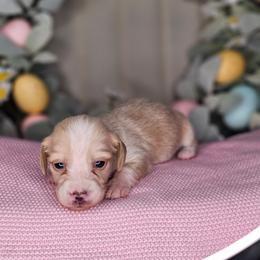 Boy 1 - Piebald male Dachshund puppy in Rancho Cucamonga, California from Pretty Little Dachshunds
