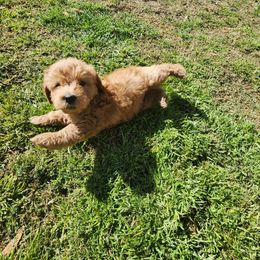 Double Doodle, Labradoodle, and Sheepadoodle Puppies from Mule Mountain Doodles
