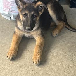 Hercules - Black and red male German Shepherd puppy in Whitewater, California from Vom Haus Metzler Shepherds