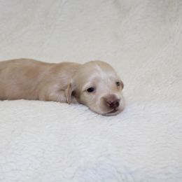 Snowflake - Cream male Dachshund puppy in Fairfax, Iowa from Grayson’s Lovable Dachshunds