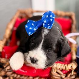 Purple collar toy - Black tri-color female Aussiedoodle puppy in 32046, Florida from River Hill Ranch
