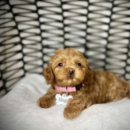 Cavapoo, Cockapoo, and Poodle Puppies from Benji’s Cockapoos