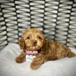 Cavapoo, Cockapoo, and Poodle Puppies from Benji’s Cockapoos