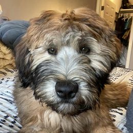 Soft Coated Wheaten Terriers from Bavaria Hills Wheatens