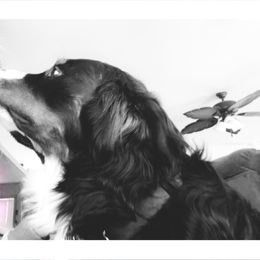 Bernese Mountain Dog Puppies from Lonesome Pine Farm