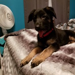 German Shepherd Puppies from Witmer Shepherds