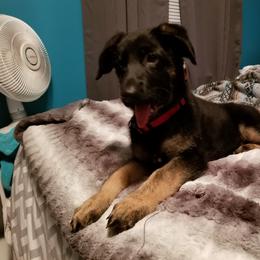 German Shepherd Puppies from Witmer Shepherds