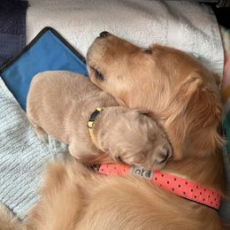 Golden Retriever Puppies from Golden Hour Golden Retrievers
