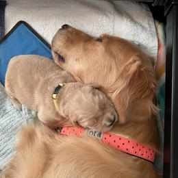 Golden Retriever Puppies from Golden Hour Golden Retrievers