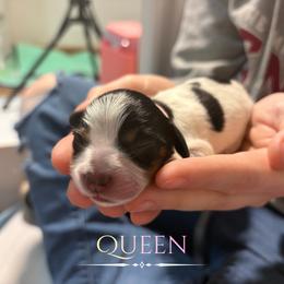 Dachshund Puppies from 208 Dox Dynasty
