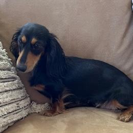 Dachshunds from Sweet and Low Dachshunds