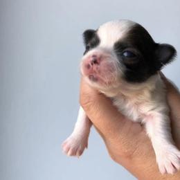 Chihuahua Puppies from HaloHavenChihuahuas