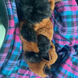 Shih Tzu Puppies from Shih Tzu Companions