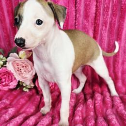 All The DoDa Day Mic Drop - White and red female Italian Greyhound puppy in Cadwell, Georgia from All The DoDa Day Italian Greyhounds