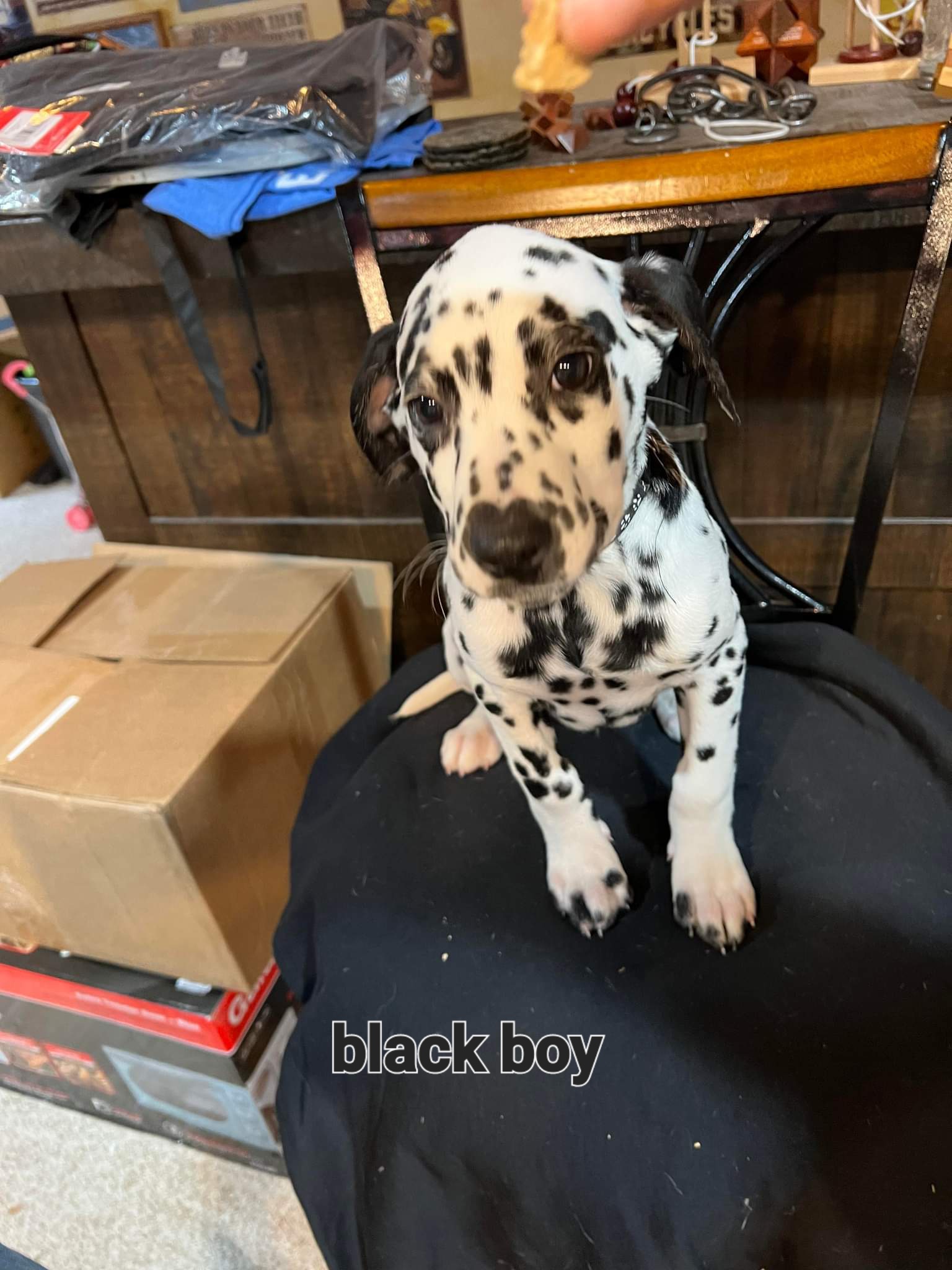 Black boy - Dalmatian puppy in Sturgis, South Dakota from Anthony's Dalmatians