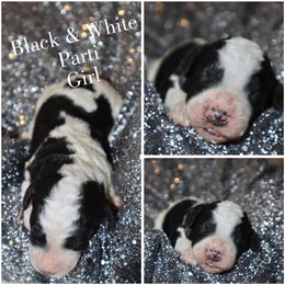 Black and white parti - Black female Whoodle puppy in Smallett, Missouri from Leshas Whoodles