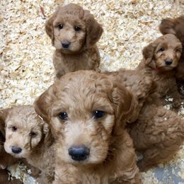Goldendoodle Puppies from Heartshine Doodles