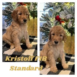 Kristoff - Apricot Goldendoodle puppy in Missouri from B&C Goldendoodles