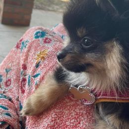 Pomeranians from The Bomb Poms