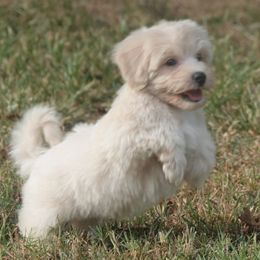 Royce - Cream male Maltipoo puppy in Lebanon, Kentucky from Mosaic Merle Doodles