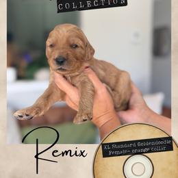 Remix - Dallas,Tx - 4,000 - Red  female Goldendoodle puppy in Garland, Texas from Twilight Doodles