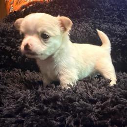 Gru (pet only) - Cream male Chihuahua puppy in Seneca, Missouri from Stephanie’s Puppy Colony