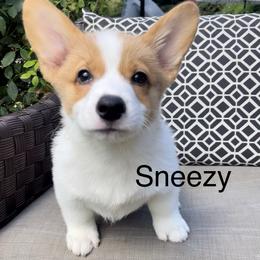 Pembroke Welsh Corgi Puppies from Corgipuppystore