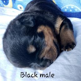 Rottweiler Puppies from Von Hunter Rottweilers