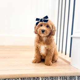 Gracie - Cream female Goldendoodle puppy in Salem, Utah from Karmadoodlee