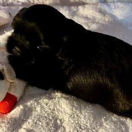 Abby - Black and white female Shih Tzu puppy in Victorville, California from Precioustzus