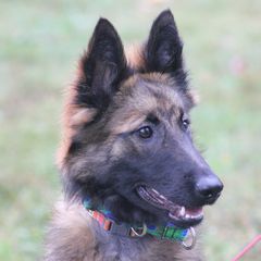 Belgian Tervuren Puppies from EnHommage Belgian Shepherds