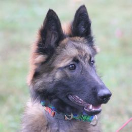 Belgian Tervuren Puppies from EnHommage Belgian Shepherds