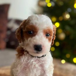 Goldendoodle Puppies from Still Water Puppies