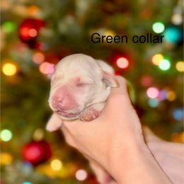 Boy 1 - Yellow male Labrador Retriever puppy in Brooksville, Florida from Lonestar Labradors C&E
