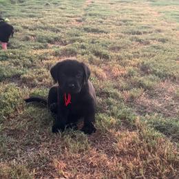Red collar - Black male Labrador Retriever puppy in Big River, California from Cozy Acres Farm Labradors