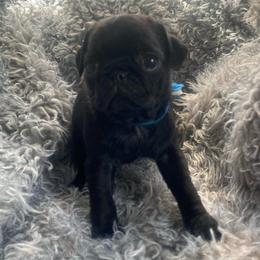MOOSE   Blue boy 1 - Black male Pug puppy in Onalaska, Washington from Cupid’s Pugs