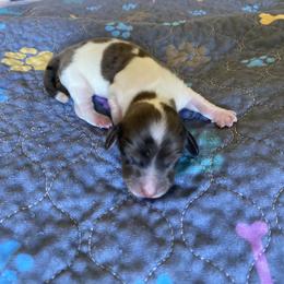 Girl 4 - female Dachshund puppy in Wolf Lake, Indiana from Canisteo Dachshunds