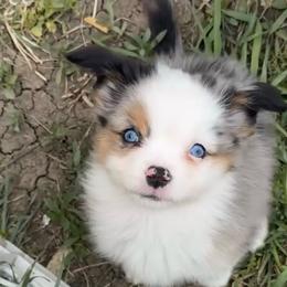 Bandit - Blue merle male Toy Australian Shepherd puppy in Dakota City, Nebraska from Daisys Toy Aussies