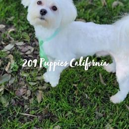 Rico - Maltese
