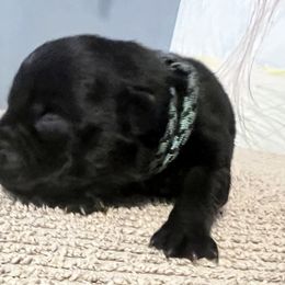 Miss Blue - Black Staffordshire Bull Terrier puppy in Gilson, Illinois from Legacy Kennels