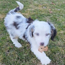 Muffin - male Australian Mountain Doodle puppy in Melrose, New York from Rosewood Pine Doodles