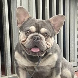 Smooch - French Bulldog