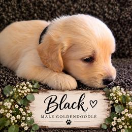 Goldendoodle Puppies from Aaryn Allman