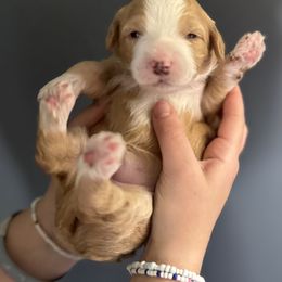 Girl 2 - Apricot Double Doodle puppy in Blue Springs, Missouri from Jeanie’s Doodles